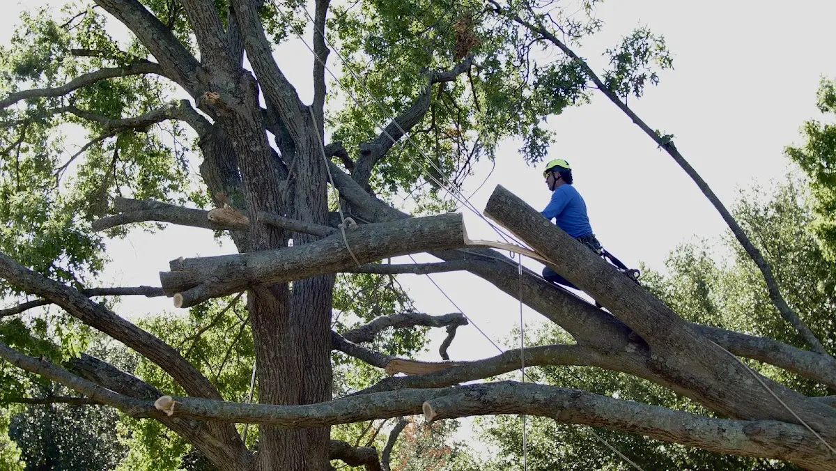 Professional Crown Thinning performed by certified arborists in Whitakers